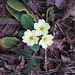 Primula vulgaris, Primulaceae