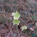 Helleborus viridis, Ranunculacae. Elleboro verde.