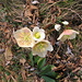 Helleborus niger, Ranunculacae. Rosa di Natale.