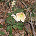 Helleborus niger, Ranunculacae. Rosa di Natale.