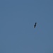 Aquila