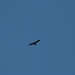 Aquila