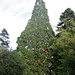 Riesenmammutbäume (Sequoiadendron) sieht man überall in Queenstown