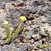 Blume (Fetthennengewächs) in getrockneten Lavaformen - Leben in der Wüste