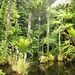 Tropischer Regenwald an der Westküste