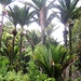 Tropischer Regenwald an der Westküste