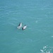 Delphine begleiten das Boot