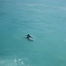 Delphine begleiten das Boot