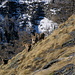 03.03.12 über dem Saastal, Steinböcke bei Alp Siwine
