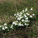 Schneeglöckchen, der Frühling ist da