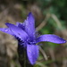 The last raindrops on a fringed gentian (Gefranster Enzian, Gentiana ciliata)