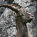 A portrait of an ibex