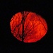 Um 21.37 am 10.03.2012 erscheint im Osten der purpurrote Mond. In diesem Zustand kann ihn die Kamera leider nur schwer fokussieren.