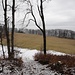 aus dem Wald heraus auf die friedliche grosse Lichtung