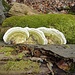 Natur am Werk 2