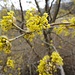 augenfällige Hamamelis-Blüten
