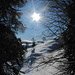 Sonne durch den Wald.