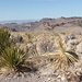 Am Sotol Vista - Ausblick. Rechts der Bildmitte ist im Hintergrund das Burro Mesa zu sehen, im Vordergrund einige der für diesen Aussichtspunkt namensgebenden Pflanzen: Sotol (Dasylirion wheeleri).