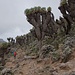 Senezienwald - Senecio kilimanjari - Riesenkreuzkraut