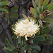 Sugarbush - Protea - Zuckerbusch