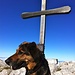 Mein Hund auf dem Gipfeli...