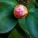 Blütenknospe einer Kamelie (Camellia japonica).