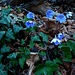 Der ganze Wald rund um den Monte San Salvatore ist im März überzogen mit blau leuchtenden Leberblümchen (Anemone hepatica).