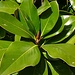 Blätter der Immergrünen Magnolie (Magnolia grandiflora). Der prächtige Baum stammt aus den südöstlichen USA und bildet im Sommer grosse, duftende Blüten.