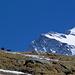Gämsen vor dem Fletschhorn