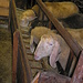 Als ich in Saas Balen auf den Bus warte, schaue ich zu, wie  die  Schafe gefüttert werden, <br />erfahre welches Heu sie  lieben.
