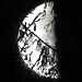 15.03.2012 5.58 Uhr am Pürschlingsparkplatz in Unterammergau: der Mond versteckt sich hinter den Fichten des Steckenberges. <br />Der Mond....."Il sole del vampiro"..... wie es [u lebowski] so treffend ausgedrückt hat [http://www.hikr.org/tour/post47595.html]