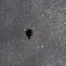Armer kleiner Käfer auf dem Eis...wir haben ihn ins Grüne gesetzt.