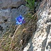 22.04.11: Im Frühjahr blüht sogar in der steilsten Wand der Enzian.