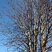 Ein Nussbaum