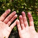 ... Beim wiederholten Berühren der Früchte bekamen die Hände einen Ausschlag der sehr schwierig wieder weg zu waschen war...