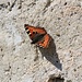 Ein Schmetterling sonnt sich an der Schlossmauer