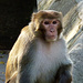 Affen sind innerhalb des Tempelbezirks überall wo es was zu entdecken gibt