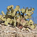 An den Felsklippen oberhalb der Hot Springs - Zahlreiche Kakteen und andere Wüstenpflanzen besiedeln den sonnenbeschienen Fels.