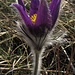 Pulsatilla vulgaris, die gemeine Küchenschelle...wieder eine "Teddy-Blume" mit Fell? Schön:-)