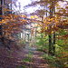 Herrliche Herbstfarben auf der Wanderung zum Weissenstein