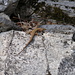 Tessiner Mauereidechse (Prodarcis muralis) sonnt sich