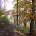 Herrliche Herbstfarben auf der Wanderung zum Weissenstein