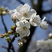 <b>Nel frattempo, nel Mendrisiotto i ciliegi sono in fiore: ben tornata primavera!</b>