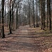 Einsam führt der Weg durch den lichtdruchfluteten Buchenwald