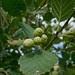 Fruchtzäpfchen der Grün-Erle (Alnus viridis).