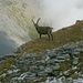 Viele Steinböcke (Capra ibex) trifft man am Pointe de Chemo.