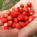 We hebben ze geteld: zowat 150 aardbeien!