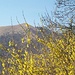 Monti Boletto e Bolettone attraverso una primavera che prorompe.