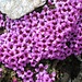 Herrliche Blumen (am 21.6.2008) bis zum höchsten Punkt (3135 m)<br /><br />Roter Steinbrech - Saxifraga Oppositifolia