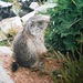 Marmot aan Spielboden
